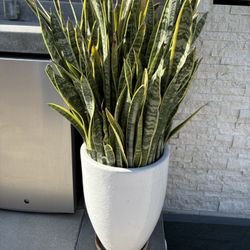 White Ceramic Pot With Live Plant & Soil
