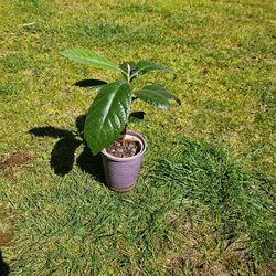 Loquat sapling