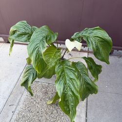8” White Bat Flower Tacca Integrifolia W/2 Plants In The Pot Hard To Find 