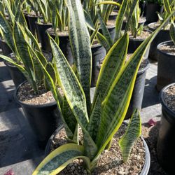 Snake Plants