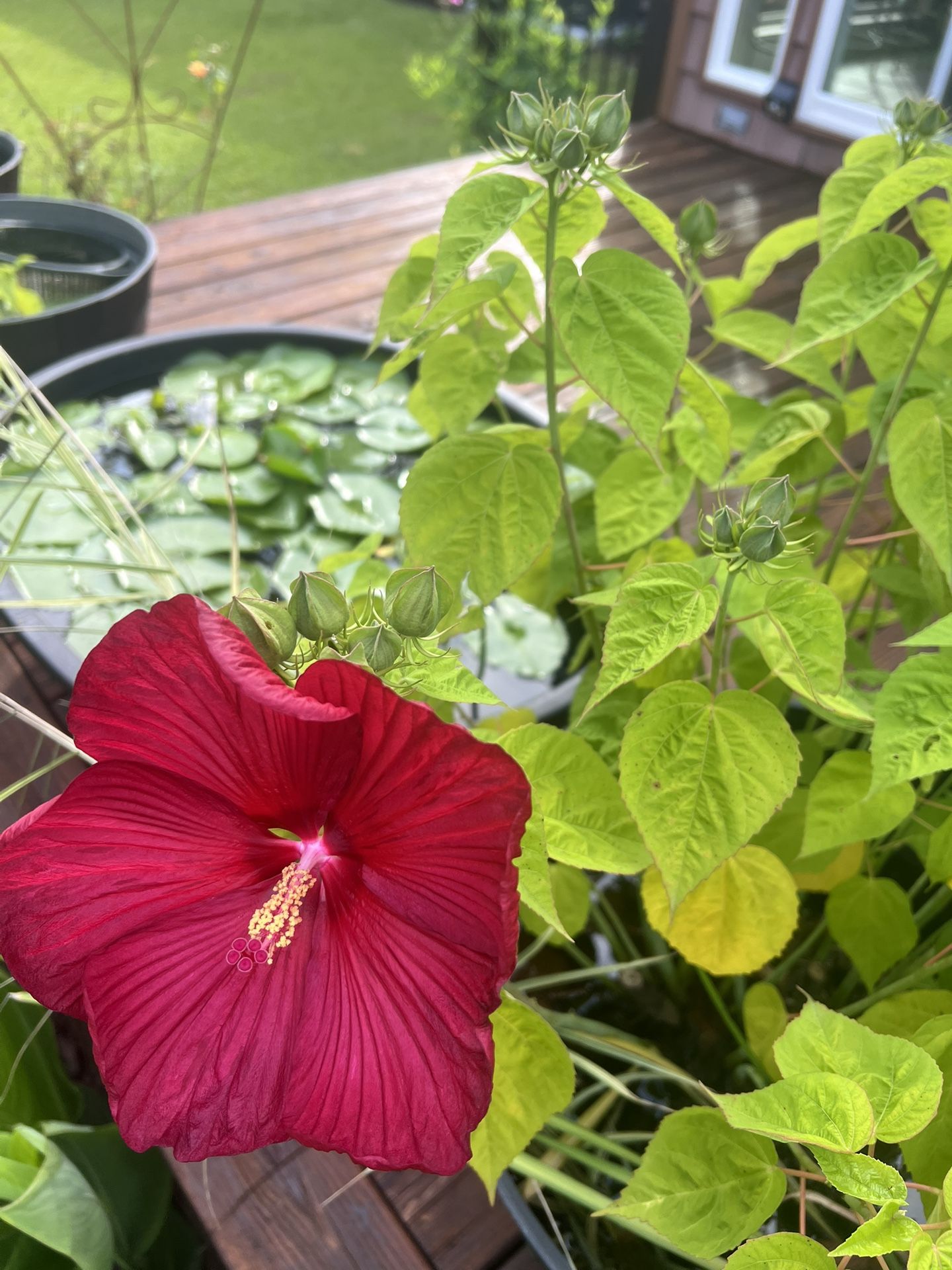 Assorted Pond plants