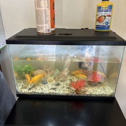 Fish Tank 