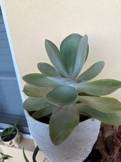 Succulent plant