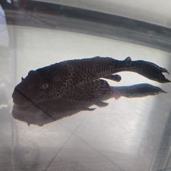 Fish tank accessories