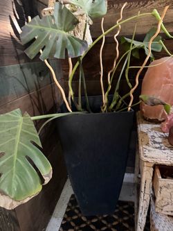 Monstera