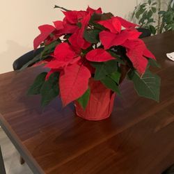 Healthy poinsettia