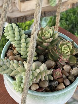 Succulents Arrangements