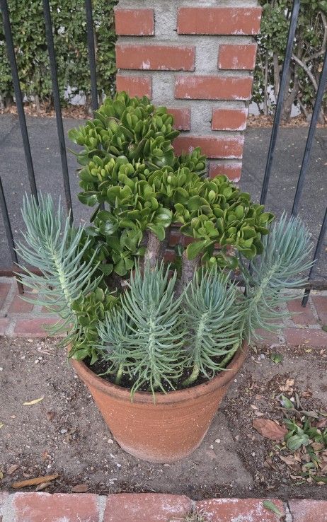Jade Plants