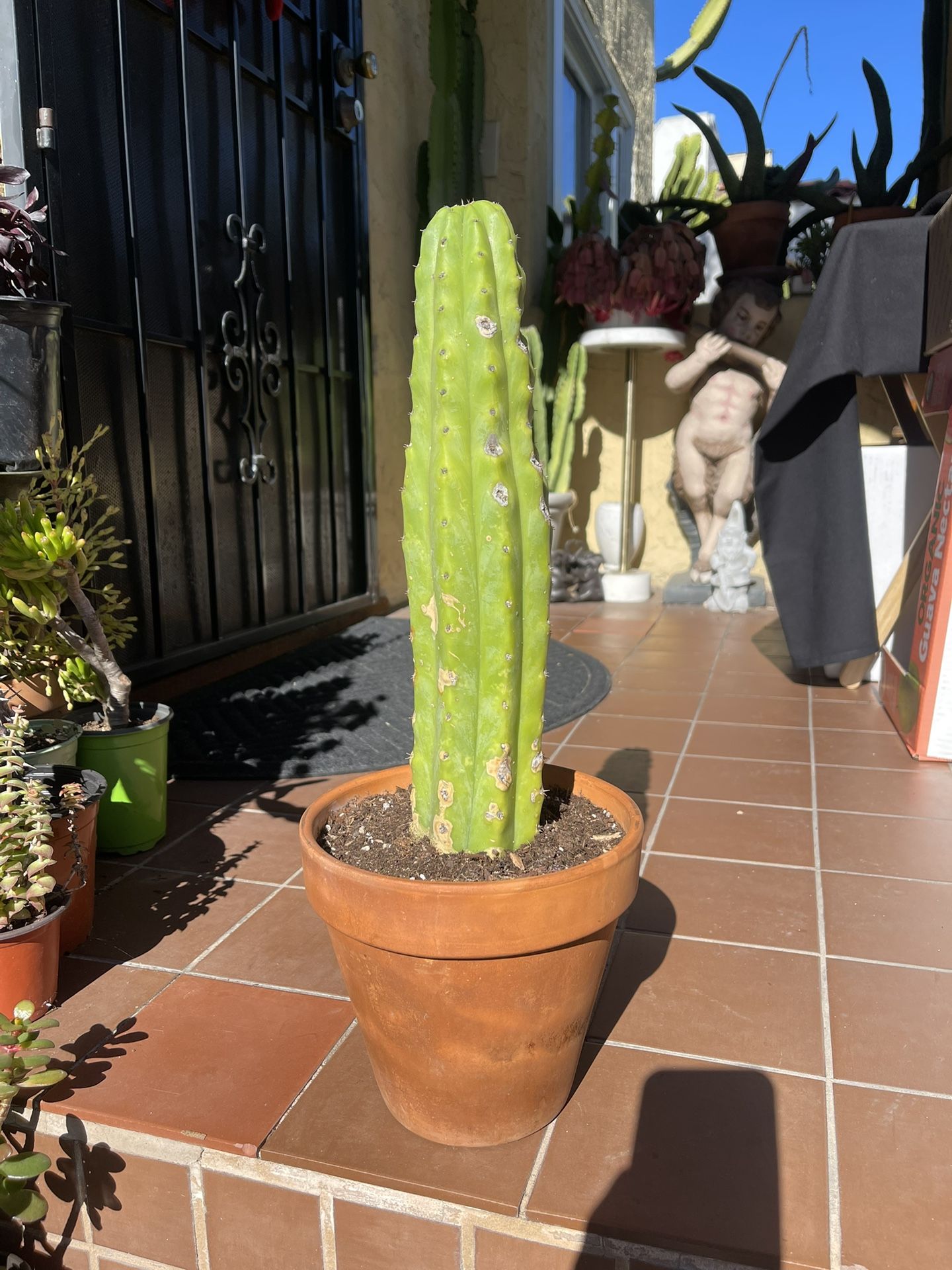 San Pedro cactus, Echinopsis pachanoi