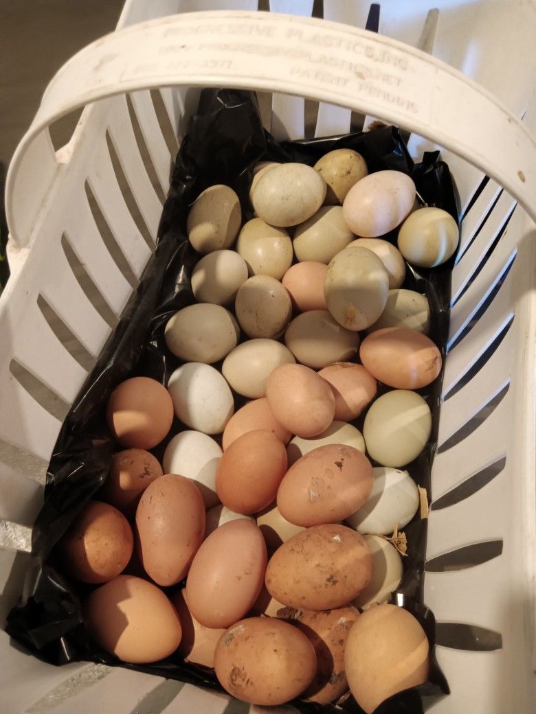 Farm Fresh Eggs