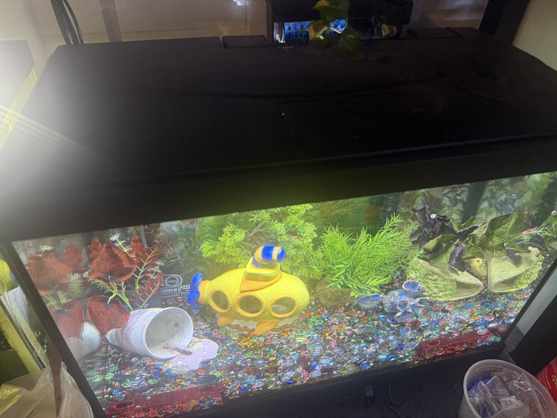 20 Gallon Ecosystem Built First Tank