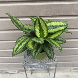 6” Calathea Beauty Star Super Full