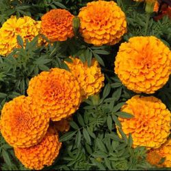 200 Orange Crackerjack Marigold Flower Organic  Non GMO Seeds