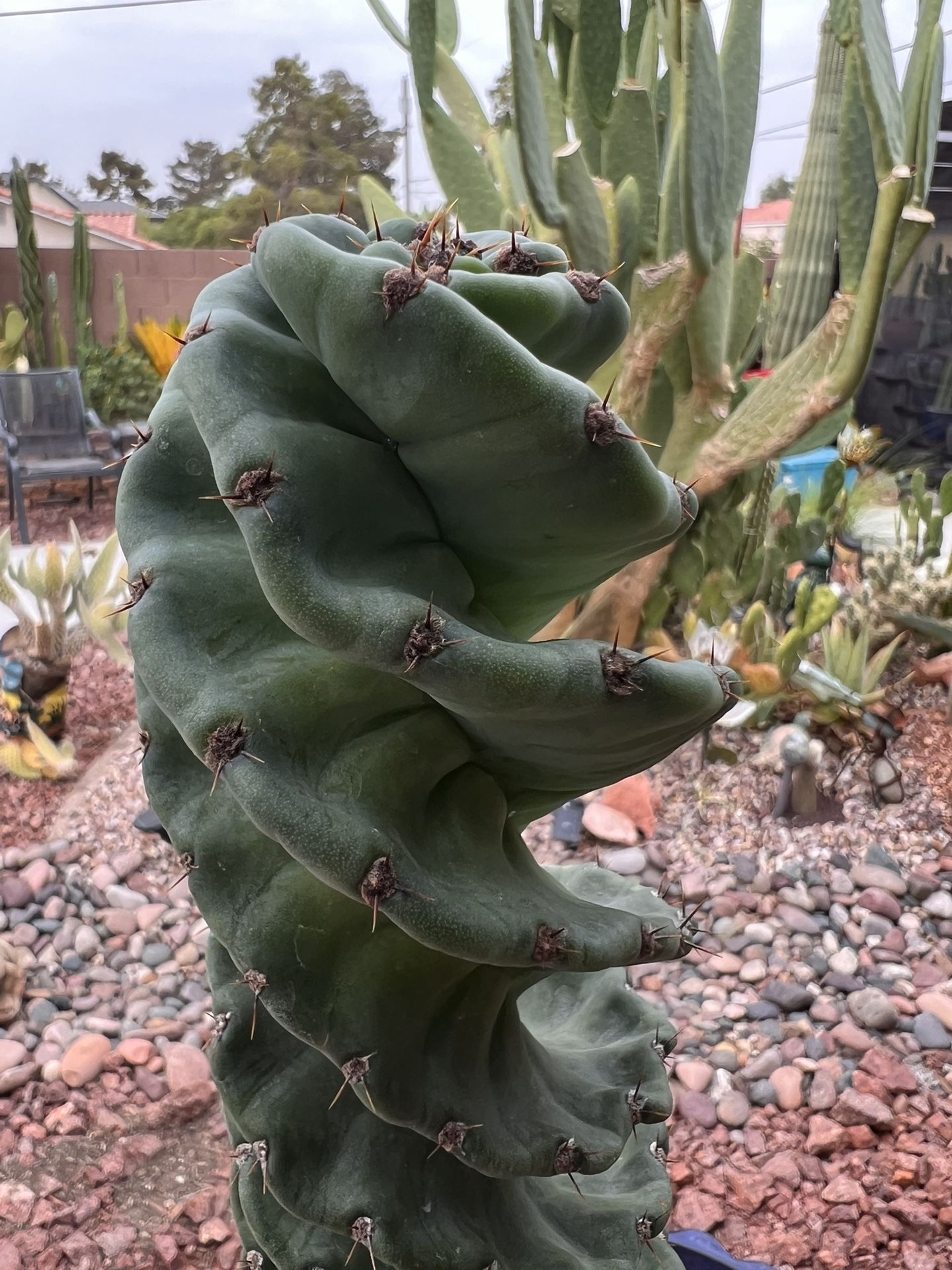 🌵 Tall Spiral Cactus • Tornado Cactus • Spiralis Forbesii • Cacti