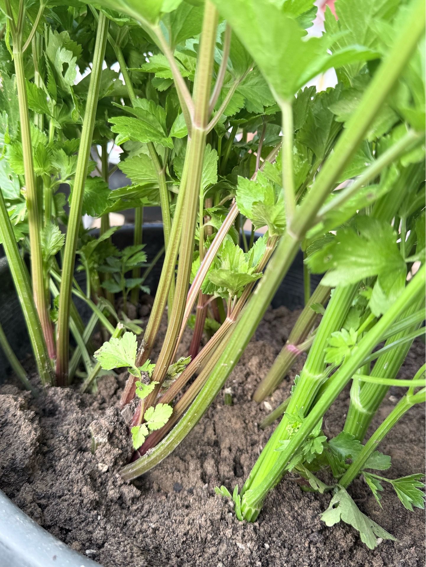 Celery plants for Sale in Fresno, CA - OfferUp