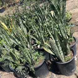 Plants