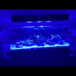 Red Sea 525xl Rimless Aquarium With Roller Mat