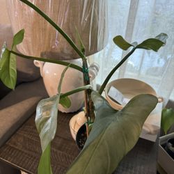 Planta De Interior 