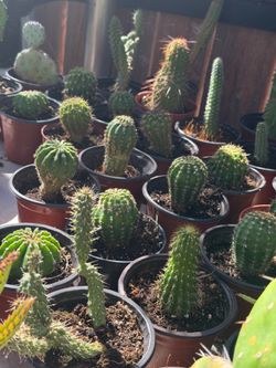 Cactus 🌵