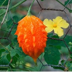 JAMAICAN CERASEE Bitter Melon-bitter Gourd, Plant.  Antioxidant.  Use As Vegetable & Herb