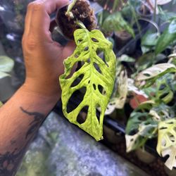 Monstera Adansonii Mottled Mint