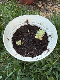Donkey tail succulent