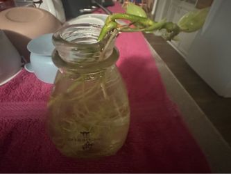 Free pothos cutting