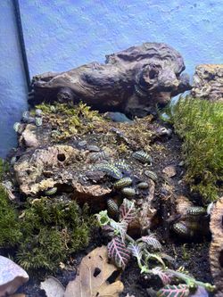 Gestroi Isopods