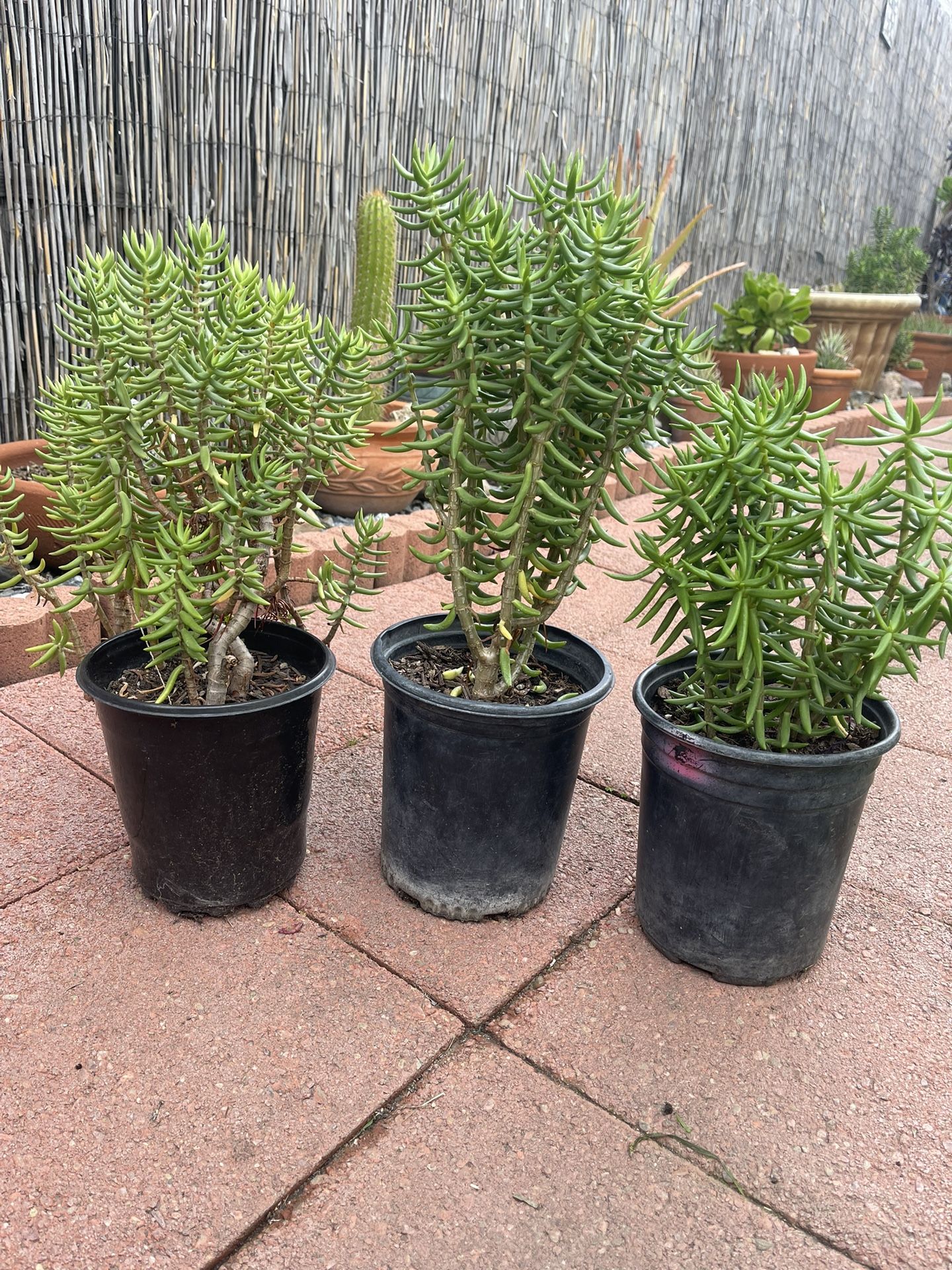 Sacculent Plants, in Gal Pot, Each $7