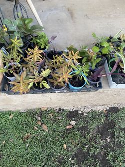 Succulent Plants