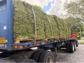 St. Augustine Sod
