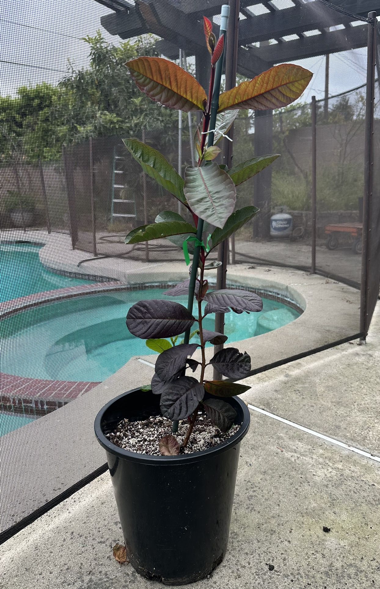 Taiwanese Seedless Pink Guava, Purple Tree