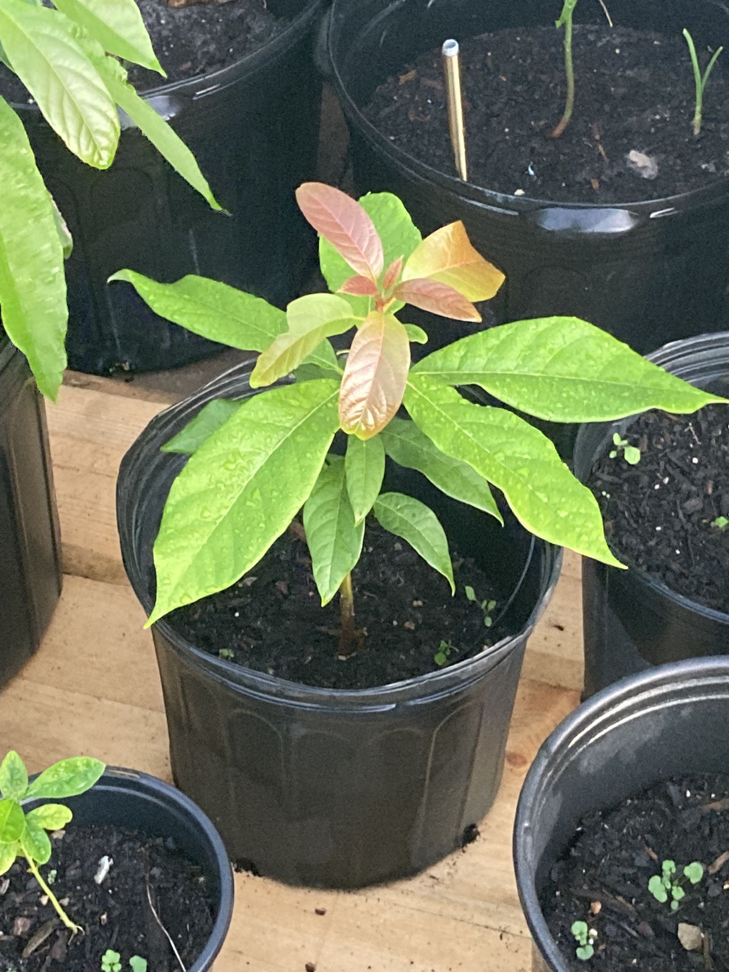 Avocado Plants