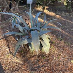 Agave Plant