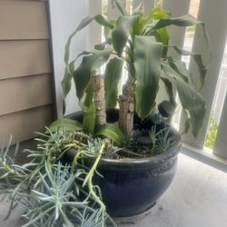 Dracaena fragrans “Corn Plant”