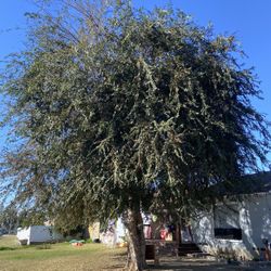 Tree Svc Care