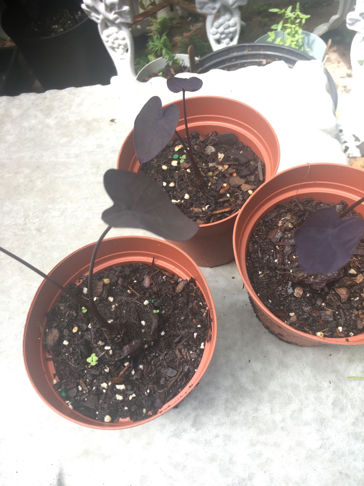 Rare & Exotic Colocasia Esculenta ‘ Black Coral”