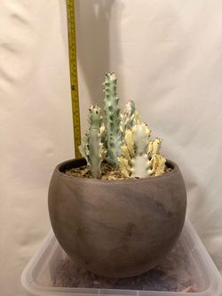 Potted Dragon Bone