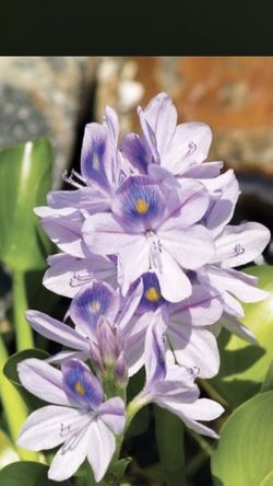 POND PLANTS 🌱 floating aquatic water flowers rare