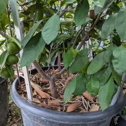 Fruiting Honey Mandiran 