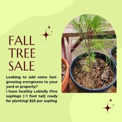 Loblolly Pine Saplings
