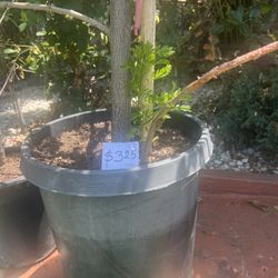 Palos De Jocote Corona 