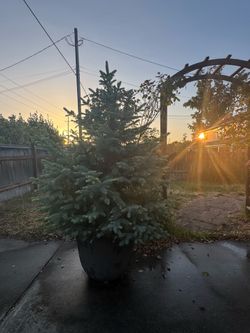 Blue Spruce — 6’ tall