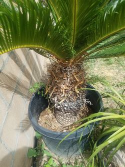 20 Gallon Sago Palm