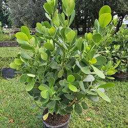 clusias About  4 feet tall $25 clusias 6 feet tall $65