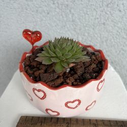 ❤️ Valentine Succulent 