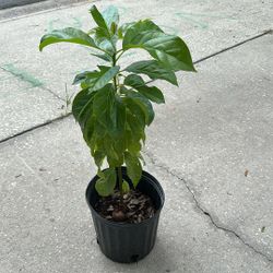 Avocado Tree 