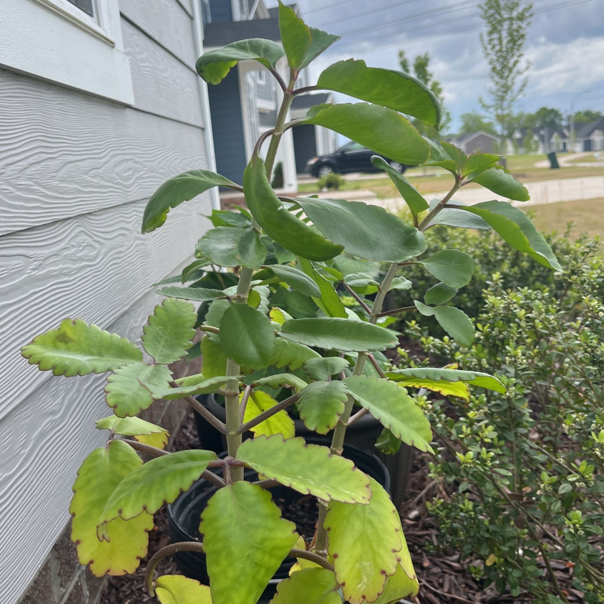 Life of leaf
