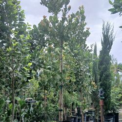 Calophyllum Trees 12-14'ft 🌳$300