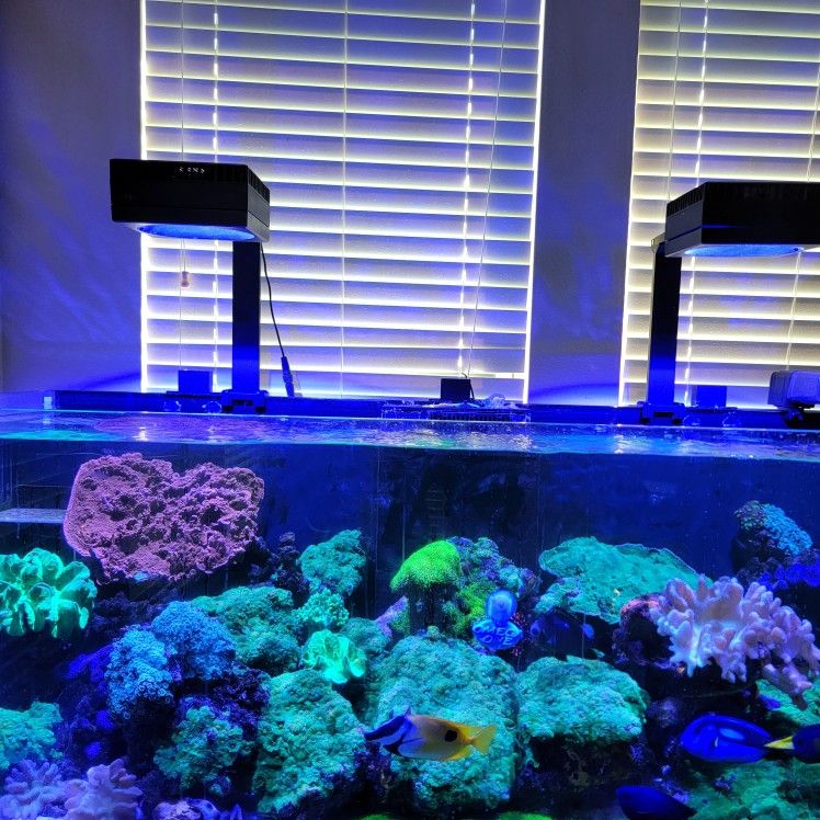 Reef Aquarium /Fish Tank
